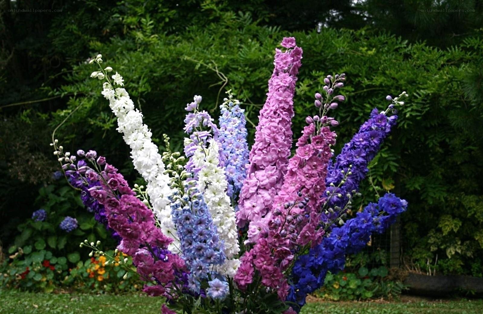Colorful delphinium flowers