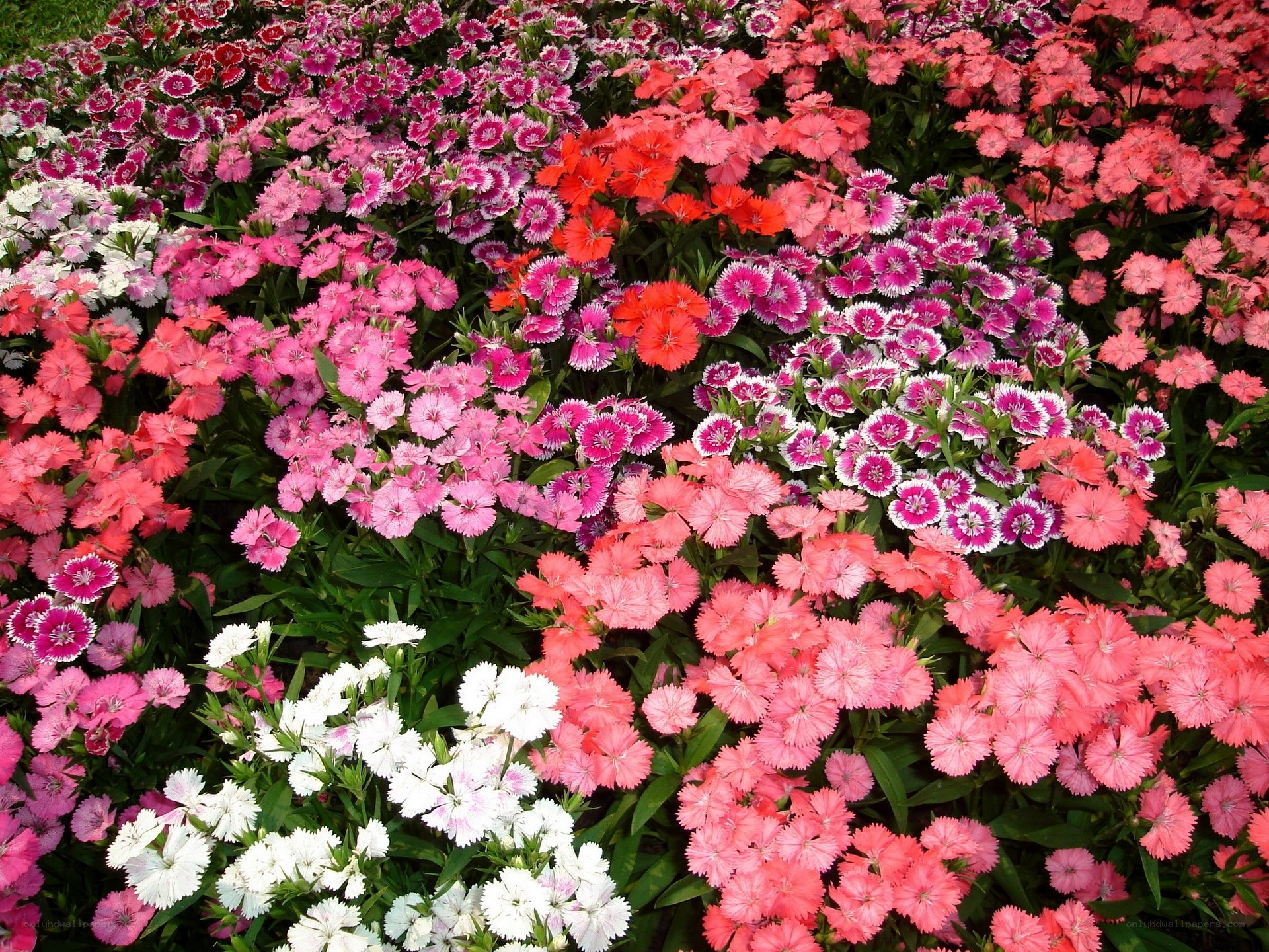 Colorful dianthus flower bed