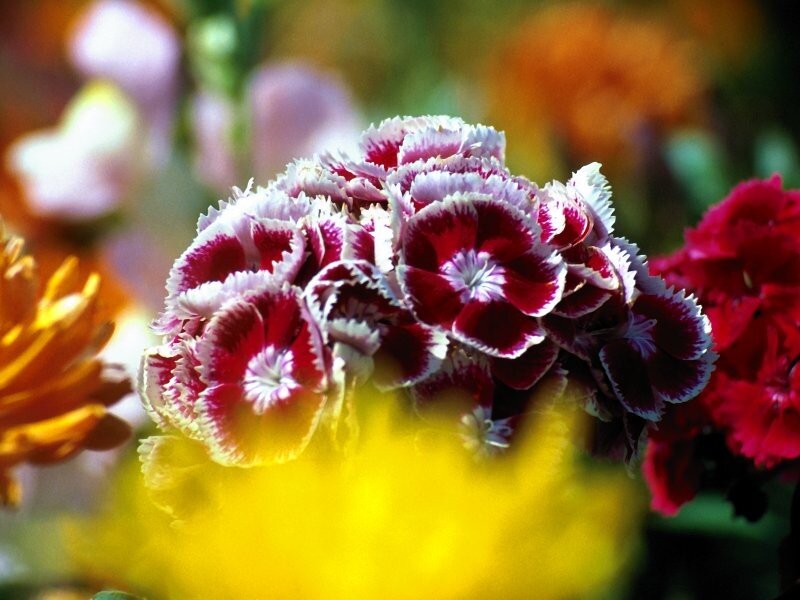 Colorful dianthus flowers in bloom