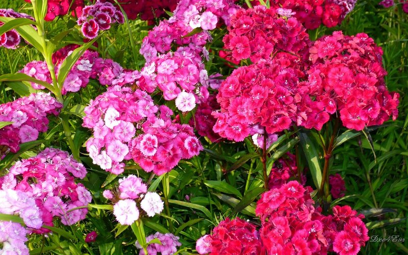 Colorful dianthus flowers in bloom