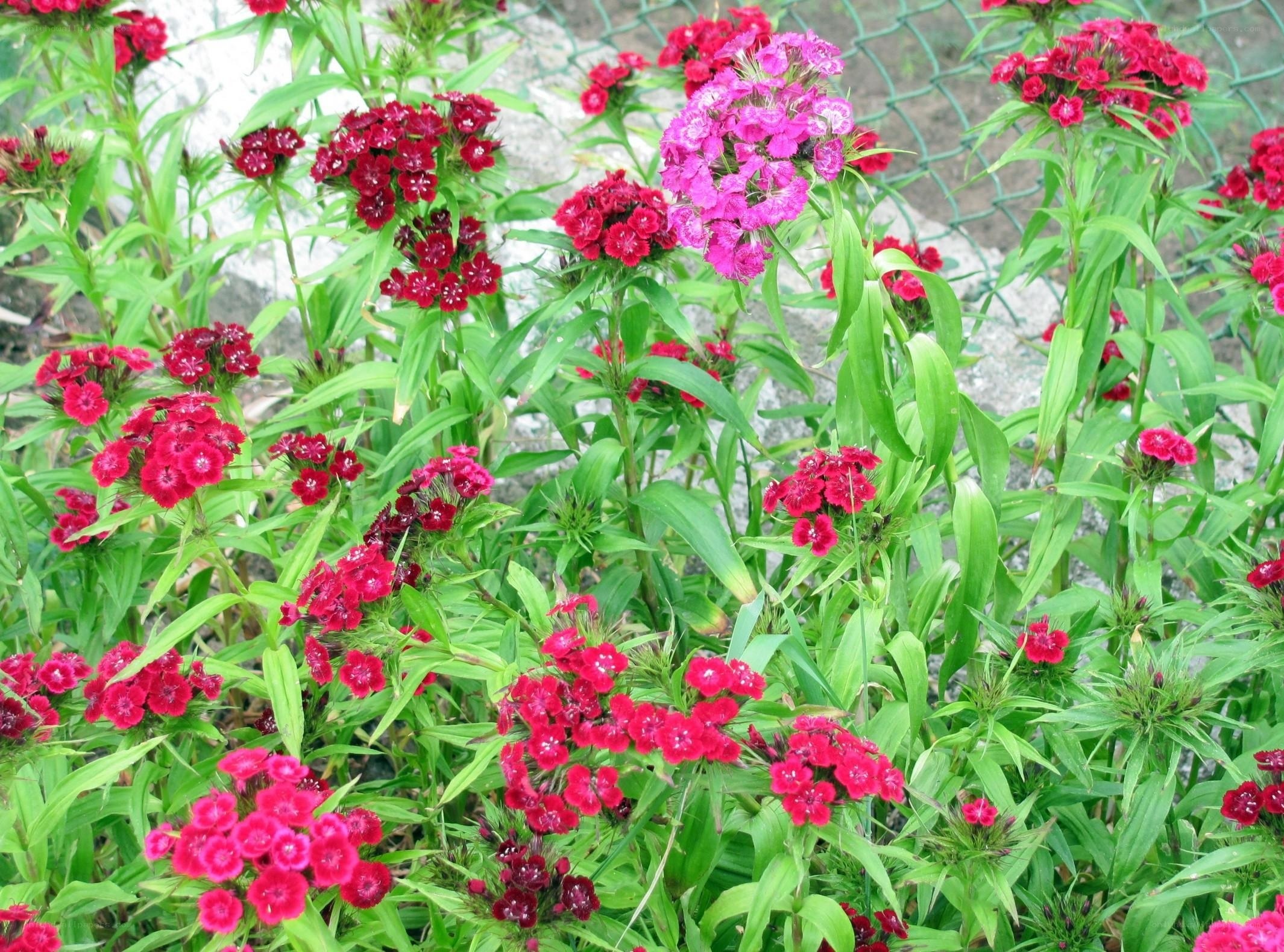 Colorful dianthus flowers in bloom