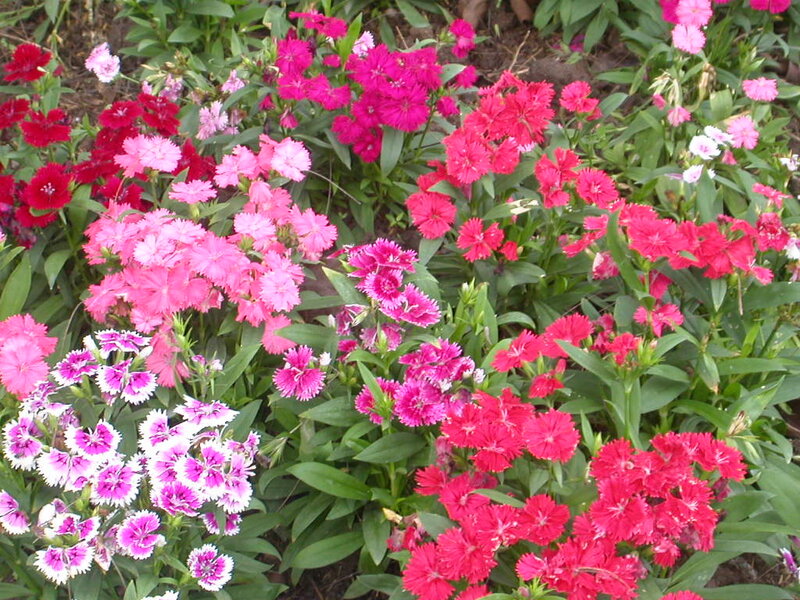 Colorful Dianthus Flowers — Pink