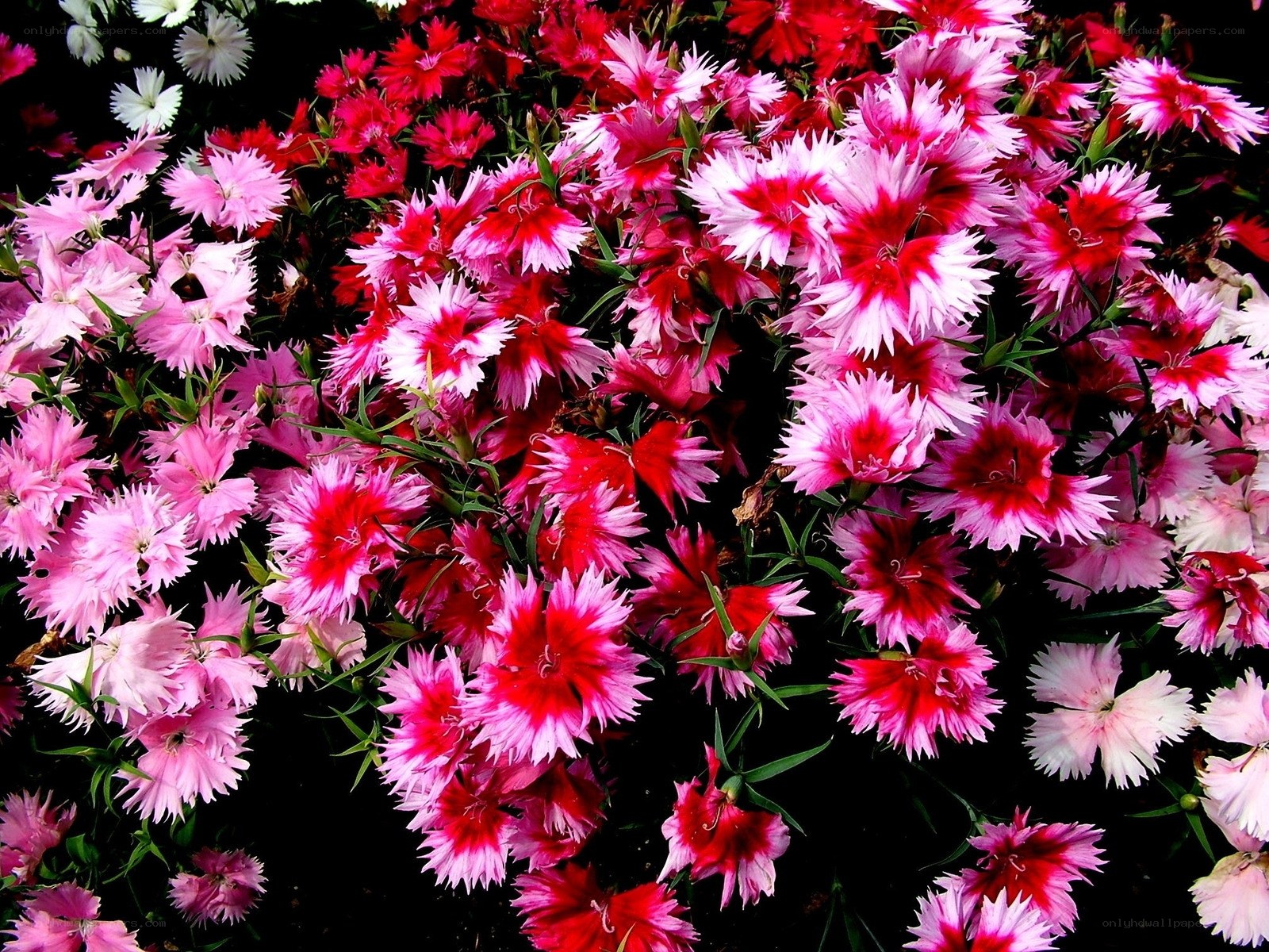 Colorful dianthus flowers