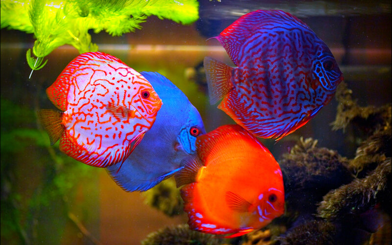 Colorful Discus Fish — Blue