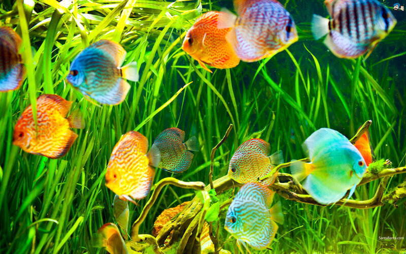 Colorful Discus Fish — Green