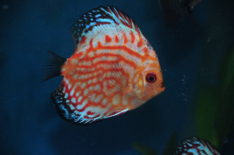 colorful discus fish in aquarium
