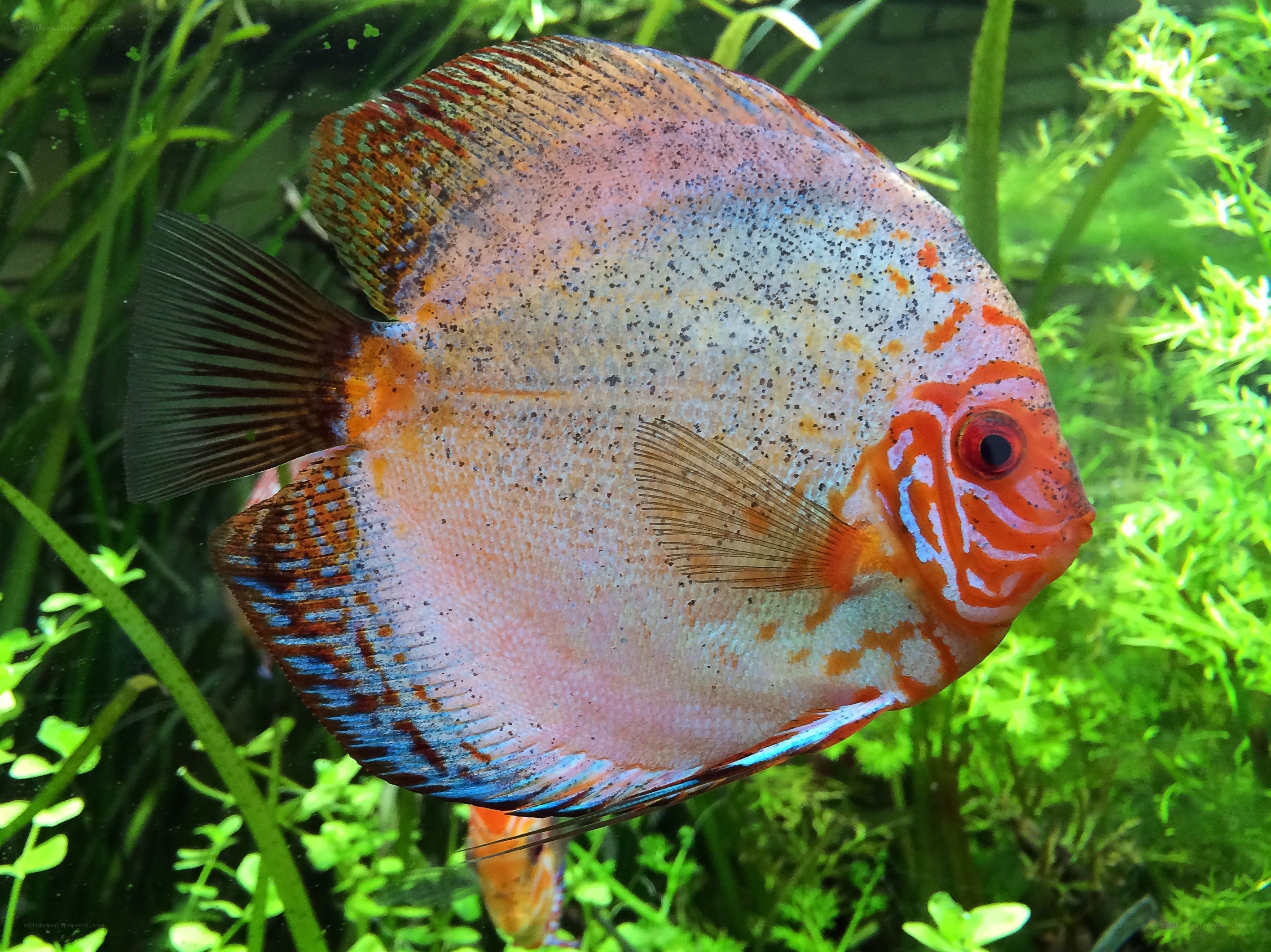 Colorful discus fish in aquarium