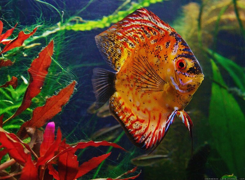 Colorful Discus Fish — Orange