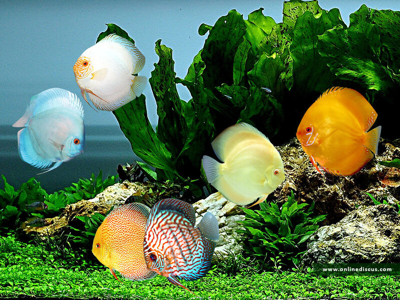 Colorful Discus Fish