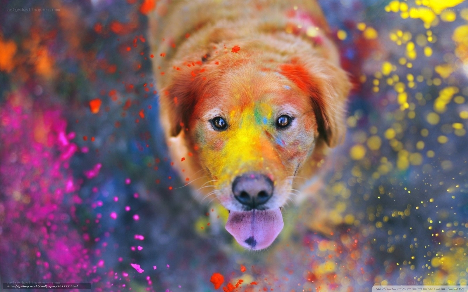 colorful dog celebration