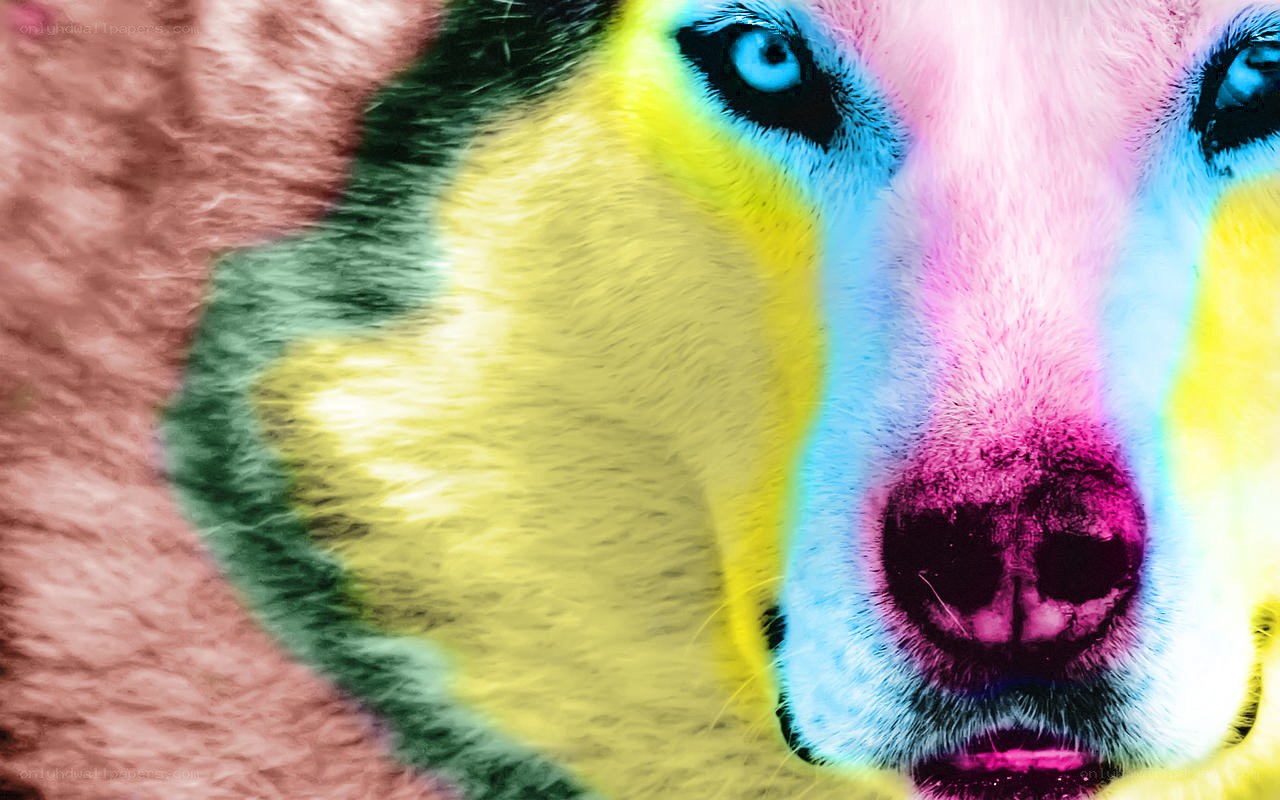 colorful dog face close-up