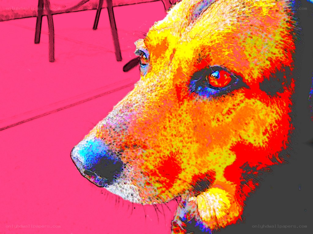 colorful dog portrait