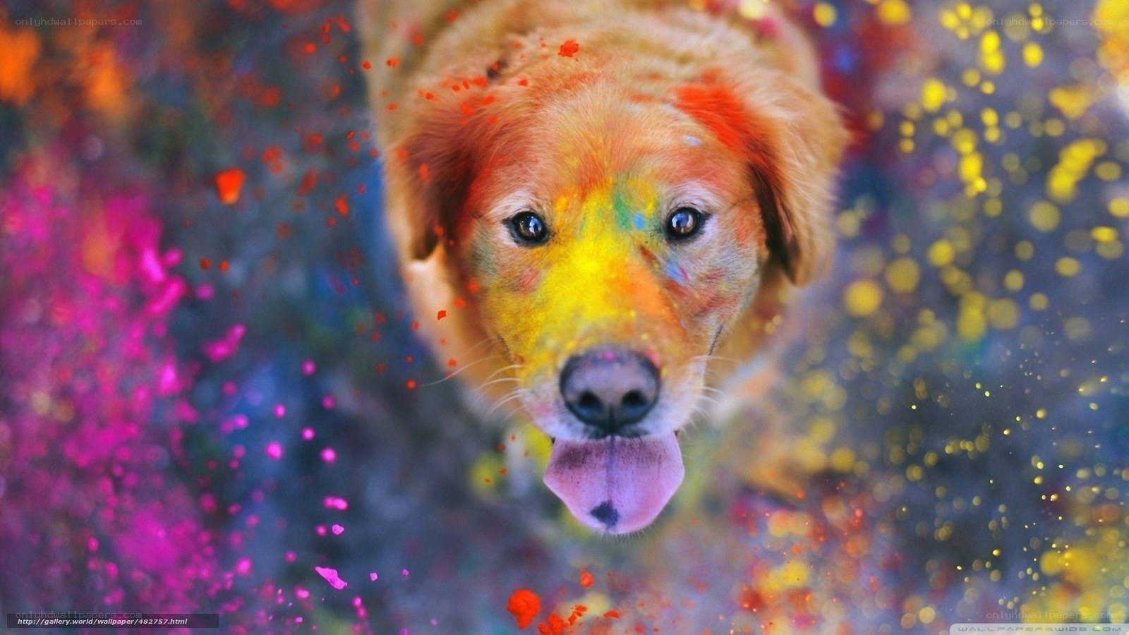 colorful dog with paint splatters