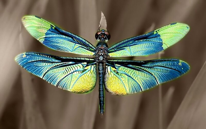 Colorful dragonfly in flight