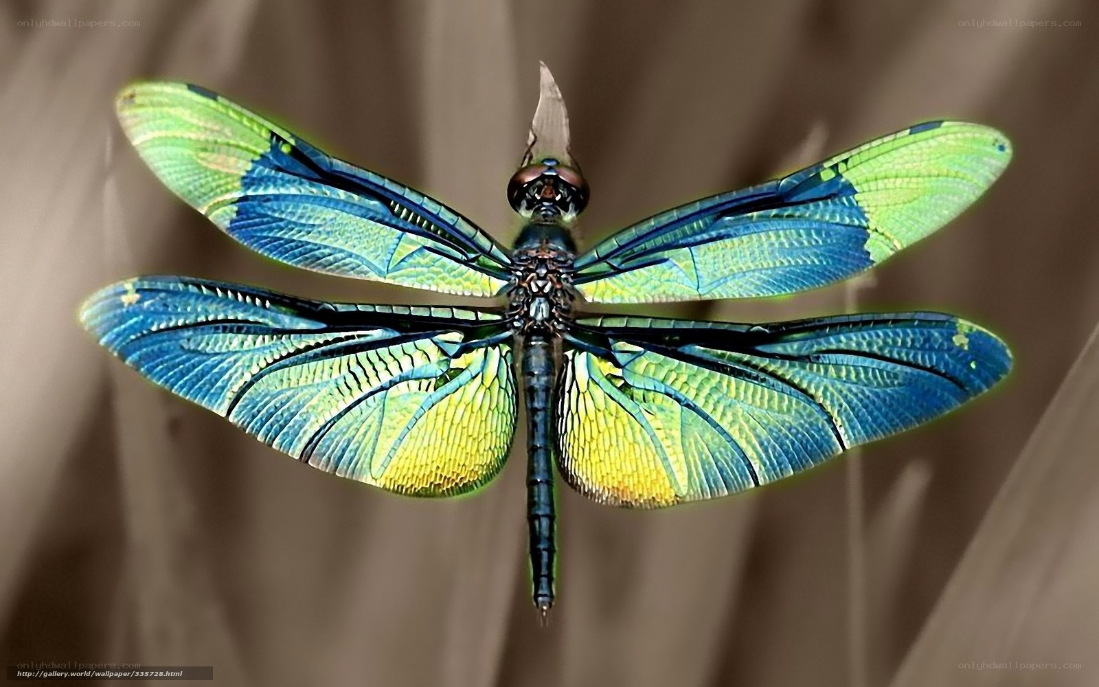 Colorful dragonfly in flight