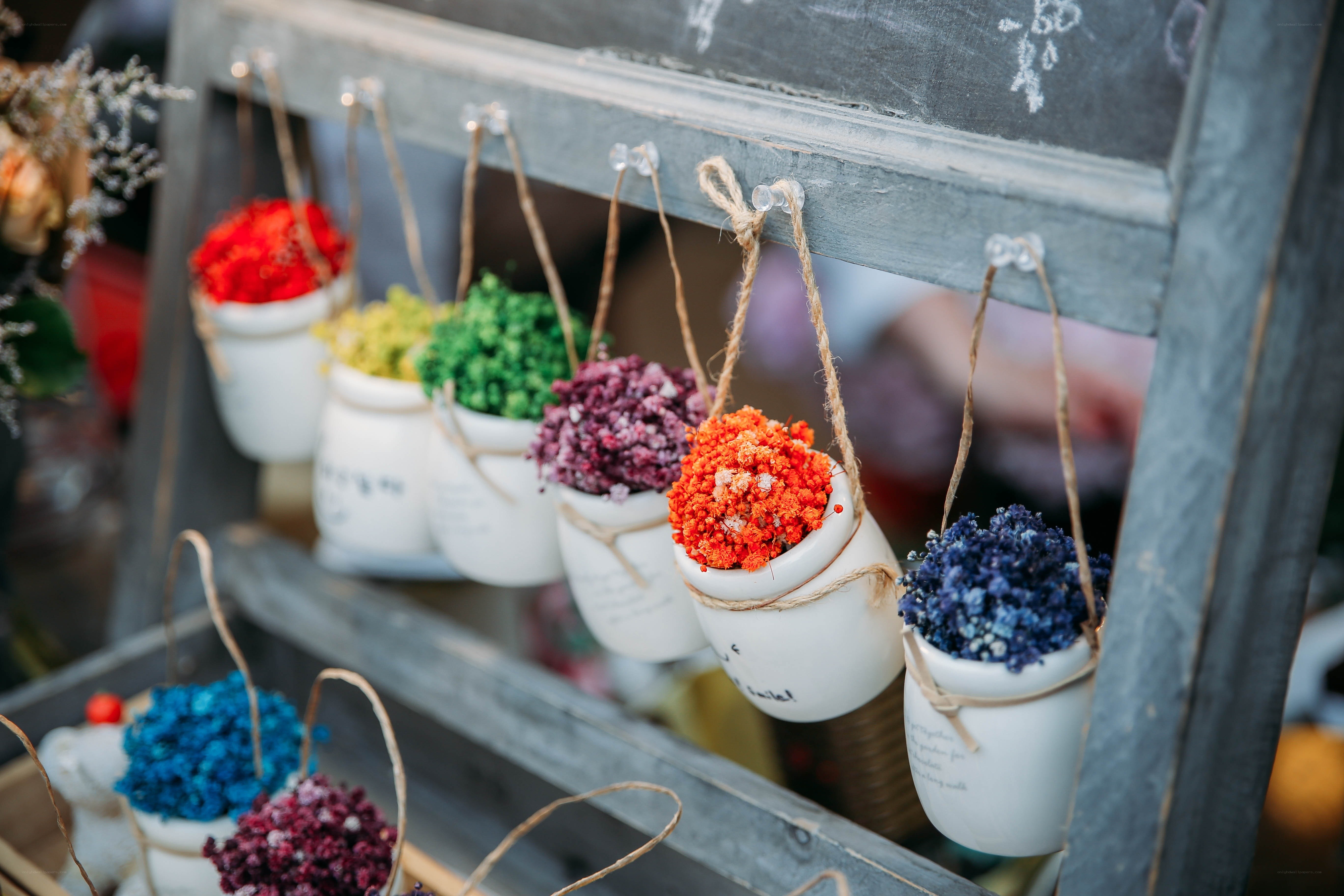 Colorful dried flowers in pots