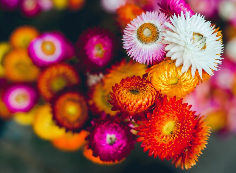 Colorful Dried Flowers — Red