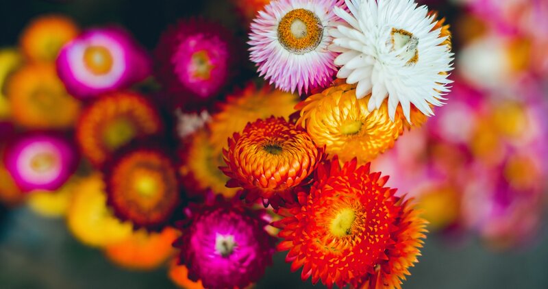 Colorful Dried Flowers — Red, Vibrant, Photograph