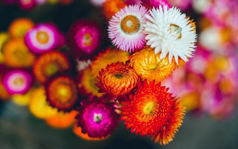 Colorful Dried Flowers — Red, Vibrant