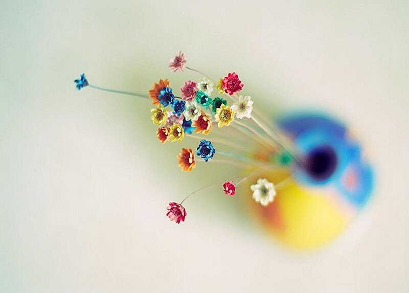 Colorful Dried Flowers