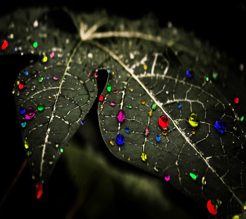 Colorful droplets on a leaf