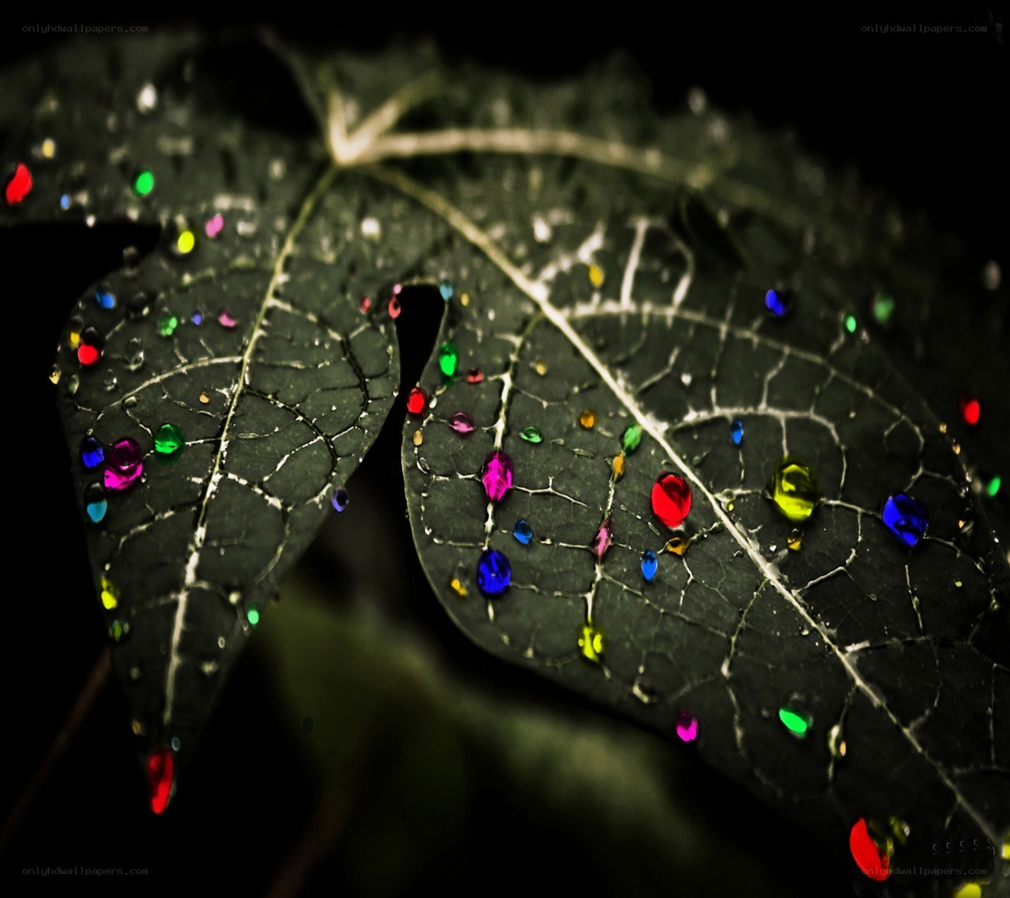 Colorful droplets on a leaf