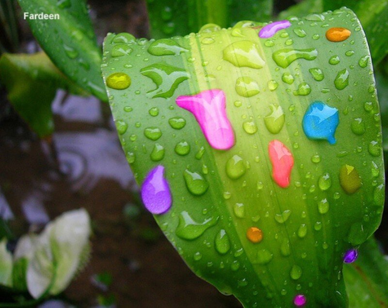 Colorful drops on a green leaf