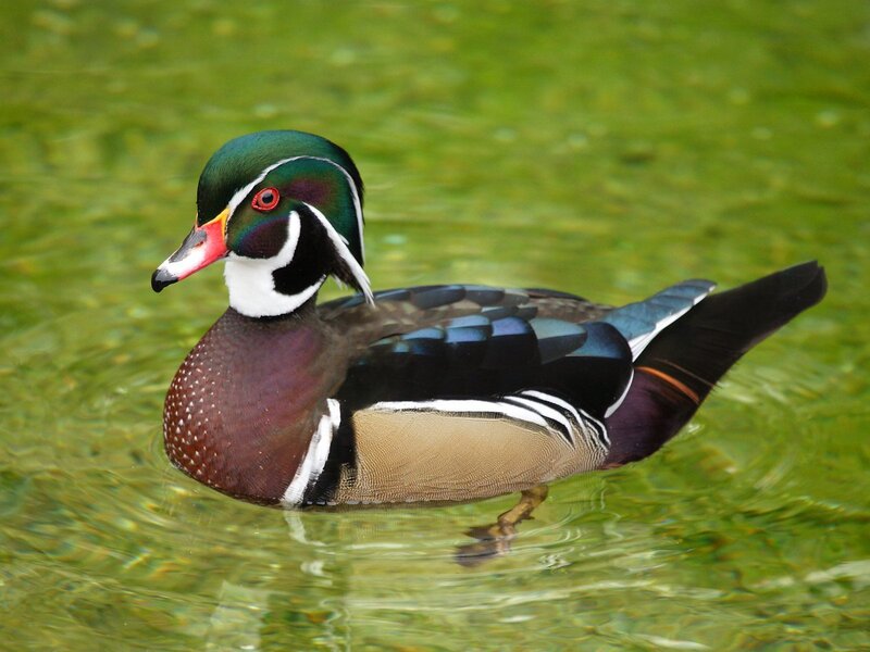 colorful duck in green water