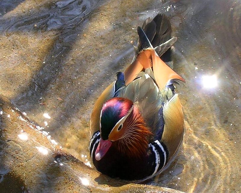 colorful duck in shallow water