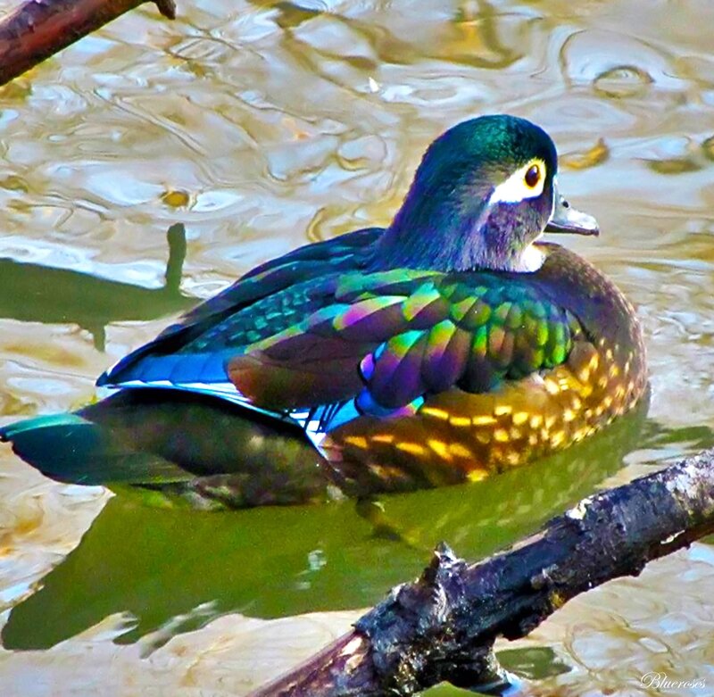 Colorful Duck in Water — Green