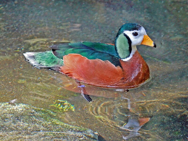 Colorful Duck in Water