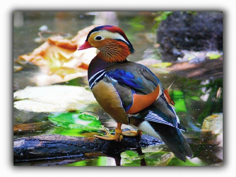 colorful duck on a log