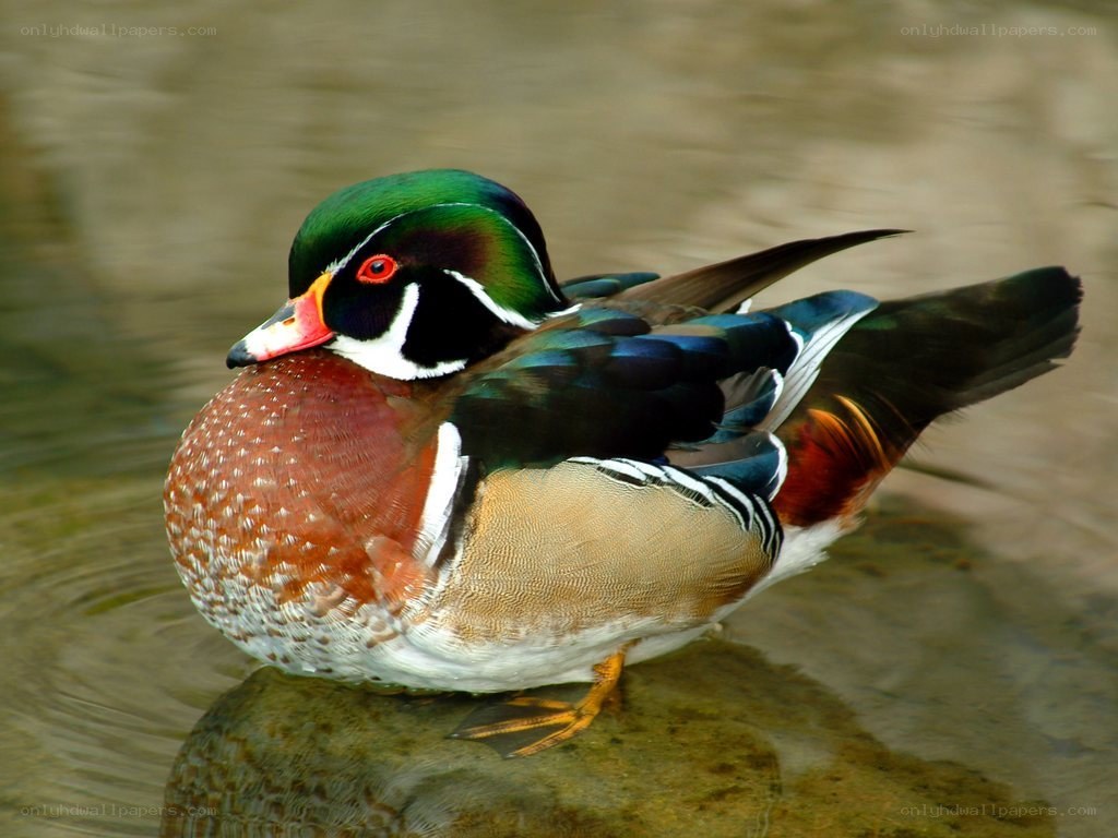 colorful duck on a rock
