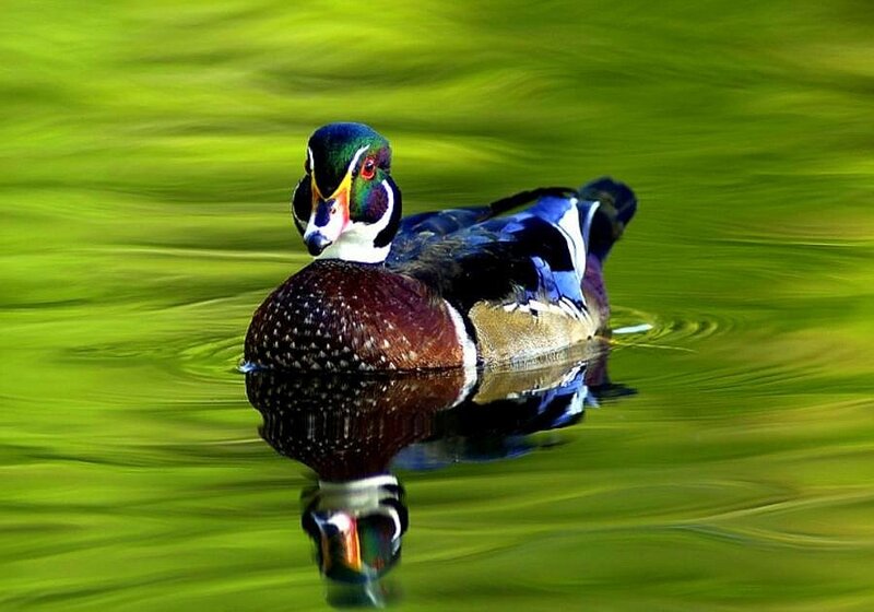 colorful duck on green water