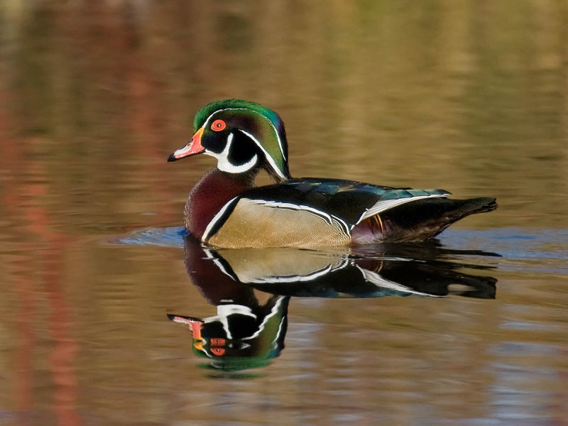 colorful duck on water