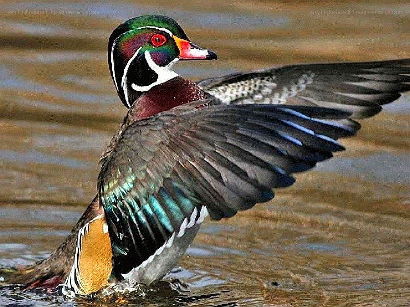 colorful duck spreading wings