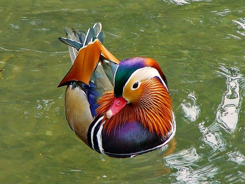 colorful duck swimming in water