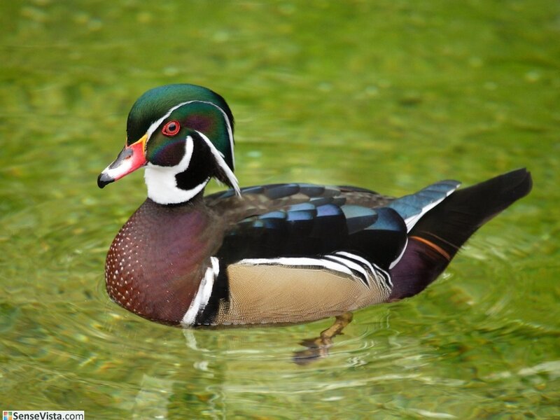 colorful duck swimming in water