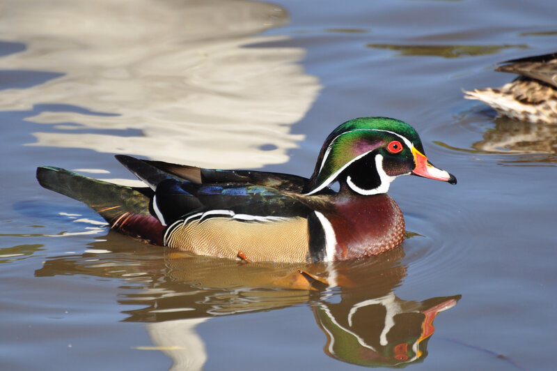 colorful duck swimming in water