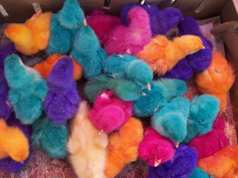 Colorful dyed chicks in a box