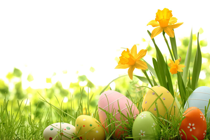 Colorful Easter Eggs — Green, Festive, Spring, Photograph, Daffodils