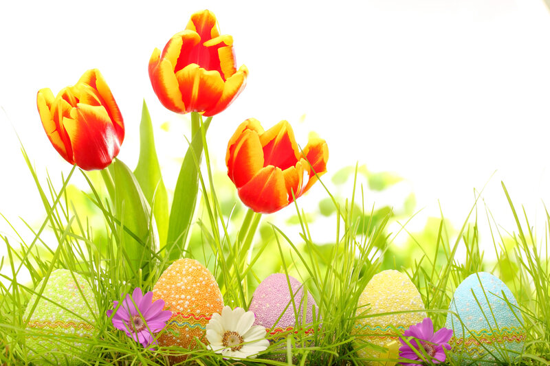 Colorful Easter Eggs — Green, Festive, Spring, Photograph, Tulips, Flowers