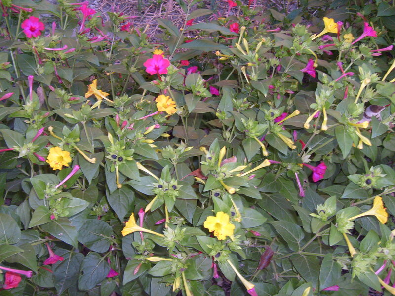 Colorful Evening Primroses