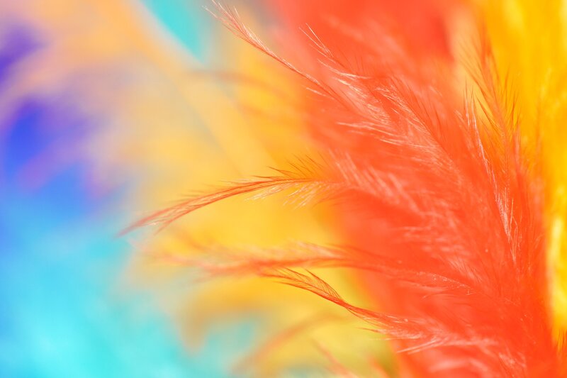 Colorful feather close-up