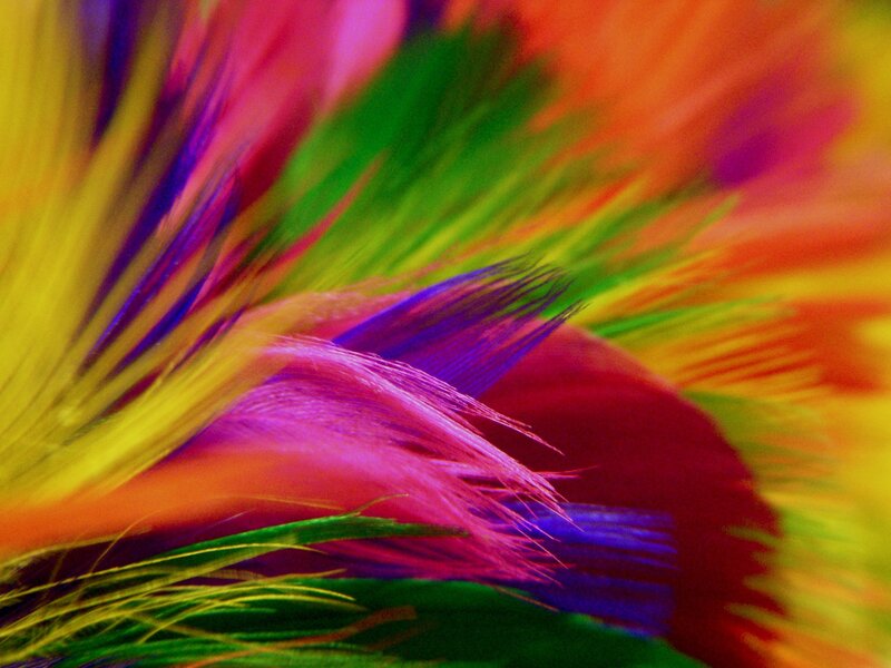 Colorful Feather Fibers