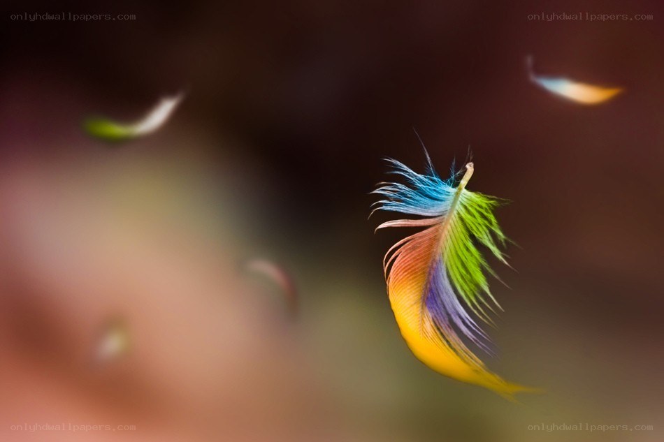 Colorful feather floating in air