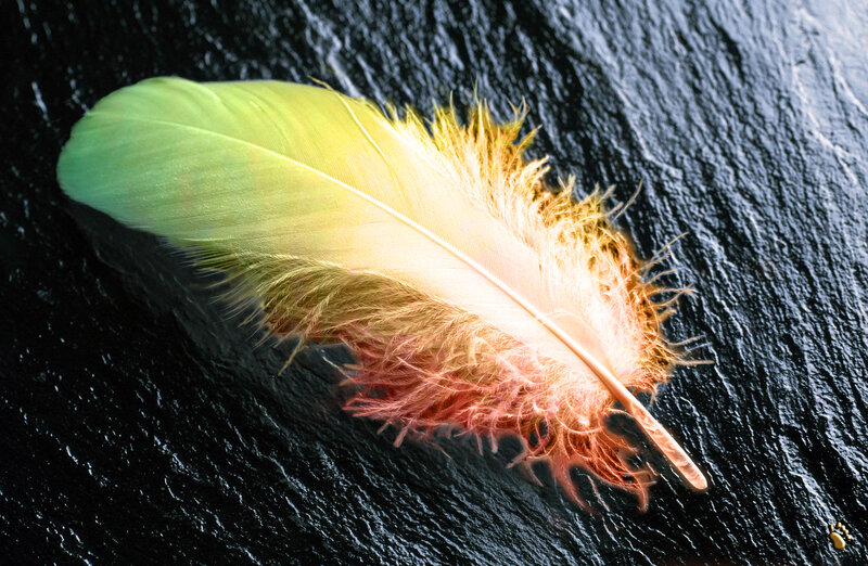 Colorful Feather on Stone