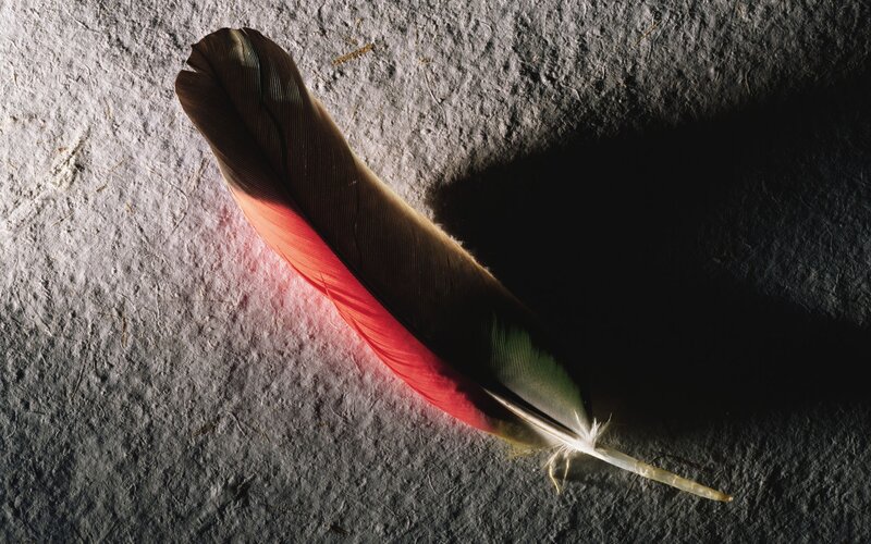 Colorful Feather on Surface