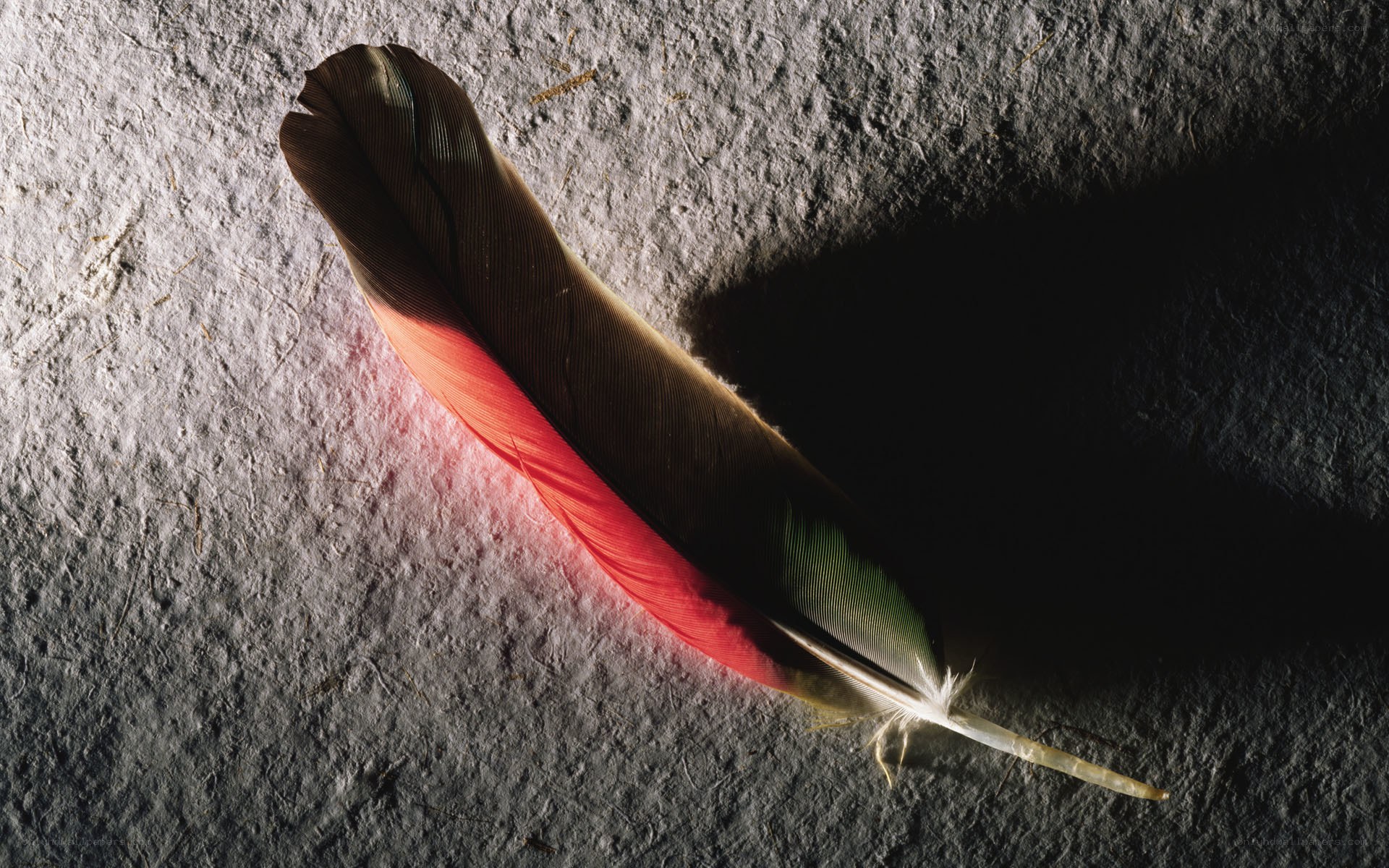 colorful feather on textured surface