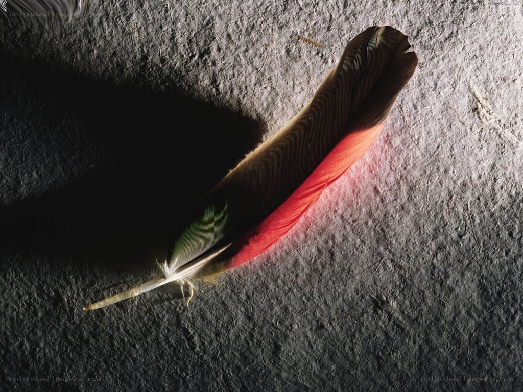 Colorful feather on textured surface